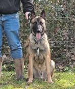 Mle adulte berger belge malinois