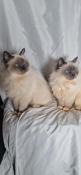 1 male 1 femelle sacr de birmanie loof show disponibles-livraison