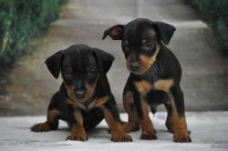 Adorables chiots pinscher nain lof