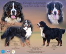 Chiots bouvier bernois disponibles selection beaute sante caractere