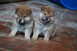 A rserver chiot shiba inu lof