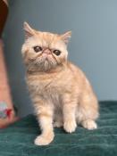 Chaton exotic shorthair