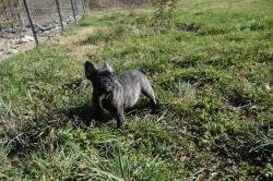 Femelle bringe bouledogue franais disponible lof