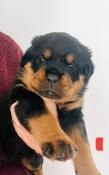 Chiots rottweilers lof  reserver