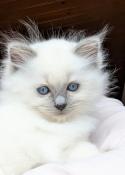 Chatons ragdol seal point et mitted  et blue point