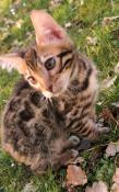 Magnifiques chatons bengal disponibles