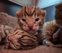 Superbes chatons bengal lof - f8