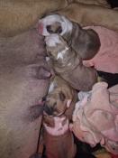 Chiots bulldog anglais lof disponible  la rservation .