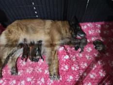 Superbes chiots berger belge tervueren fauves et sables