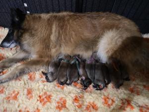 Chiot femelle berger belge tervueren