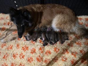 Chiot femelle berger belge tervueren