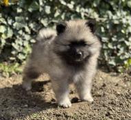 Chiots spitz loup  reserver