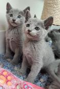 Chaton bleu russe disponible