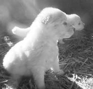 Chiots lof berger blanc suisse