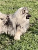 Superbes chiots spitz allemand loup lof (keeshond)