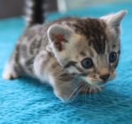 Chatons bengal silver de haute qualit