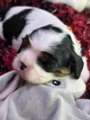 Chiot femelle cavalier king charles spaniel