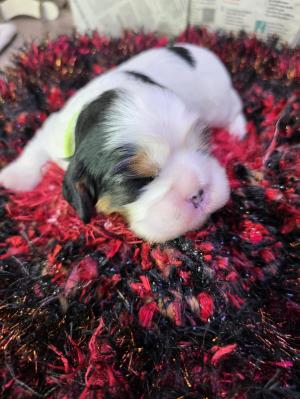 Chiot femelle cavalier king charles spaniel