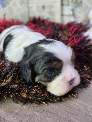 Chiot femelle cavalier king charles spaniel