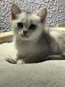 Superbe chaton burmilla disponible  la rservation