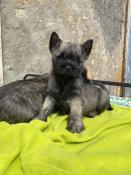  rserver chiots cairn terrier lof