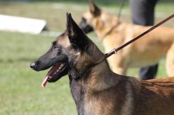 Chiots bergers belges malinois slectionns lof