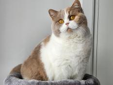 Chatons british shorthair