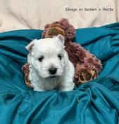 Petit westie disponible  la rservation