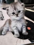 Adorables chatons highlands straight