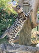 Chatons bengal loof disponibles  la rservation