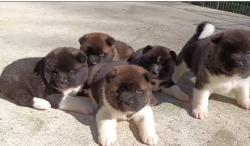 Magnifiques chiots akita amricain