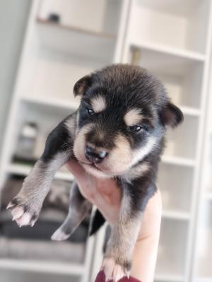 Chiot mle  apparence pomsky