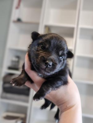 Chiot femelle  apparence pomsky