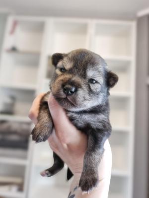 Chiot femelle  apparence pomsky