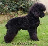 Caniche mle normandie