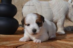 A reserver chiots jack russell