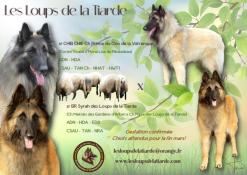 Chiots tervuerens lof ligne beaut  rserver