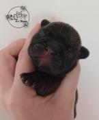 Chiots bouledogue franais lof