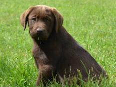 Porte de labradors chocolat slectionns sant, beaut et temprament