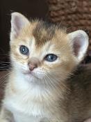 Superbes chatons burmilla disponible  la rservation