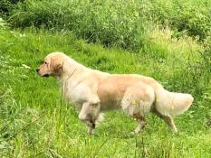 Etalon golden retriever disponible pour saillie