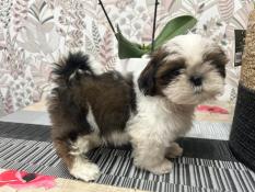 2 mles et 1 femelle shih tzu lof disponibles