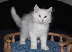 Chatons maine coon loof