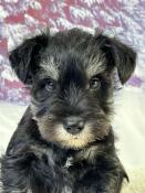 Chiots schnauzer nain lof