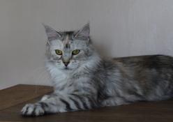 Femelle adulte maine coon loof (strilise)