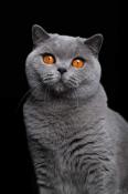 British shorthair bleue loof 3 ans