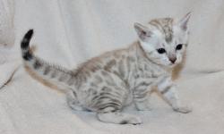 Superbes chatons de race bengal loof