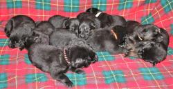 Superbes chiots bergers allemands inscrits au lof