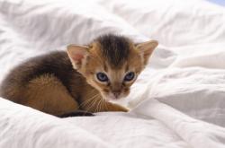 A bziers, chatons abyssins livre  rserver