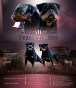 Chiots rottweiler lof  rserver - excellents pedigrees